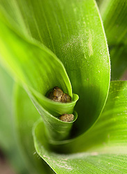 Following application, some of the nontoxigenic A. flavus bioplastic granules end up between the leaves of the developing corn plant: Click here for full photo caption.
