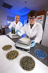 Hamed Abbas and technician Caleb Chambers prepare bioplastic granules for field trials to control aflatoxin in corn: Click here for photo caption.