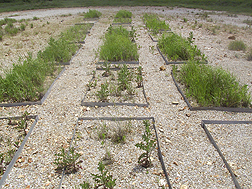 A plot showing varying vegetation that occurred after different levels of beef cattle manure compost amendments: Click here for full photo caption.