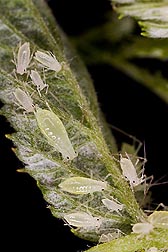 The raspberry aphid, Amphorophora agathonica: Click here for full photo caption.