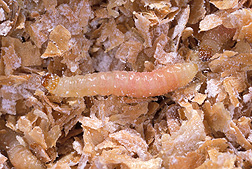 Larva of Plodia interpunctella, commonly known as the Indianmeal moth: Click here for photo caption.