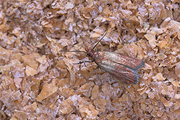 Adult Indianmeal moth: Click here for photo caption.