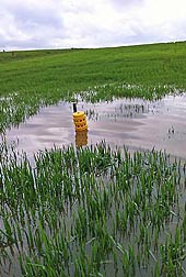 After a storm, a tile riser drains a pothole in a wheat field: Click here for full photo caption.