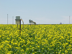 ARS scientists used data from this canola study in Akron, Colorado, to measure the cropâ€™s water use and yield and to validate a computer model to assess the potential profitability of future crops grown in Colorado: Click here for photo caption.