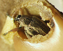 An adult Scotch-broom seed weevil (Exapion fuscirostre), a potential biological control for Scotch-broom, emerging from a Scotch-broom seed: Click here for photo caption.