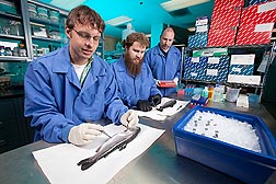 Postdoctoral fellow/veterinarian Dave Marancik (left) and technicians Travis Moreland (center) and Joel Caren test rainbow trout for the pathogen that causes bacterial cold-water disease.