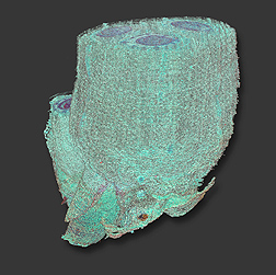 Outside view of an oat crown reconstructed in 3D from 186 images taken through a light microscope.