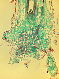 A longitudinal section of the crown area showing the complexity of tissue within it.