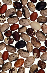 Nuña beans. Click here for full photo caption.