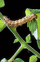 Cotton bollworm. Click here for full photo caption.