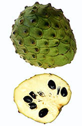 Mountain soursop. Click here for full photo caption.