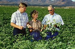 Scientists discuss irrigation needs for a healthy cotton crop. Click here for full photo caption.