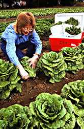 Field research director Sharon Benzen collects romaine lettuce from an IR-4 test plot.
