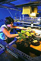  NCSU research associate Chantal Reid performs laboratory photosynthesis on soybean plants.