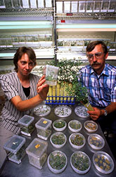 Plant physiologist Deborah Samac genetically engineers alfalfa