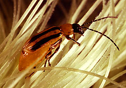 Adult corn rootworm