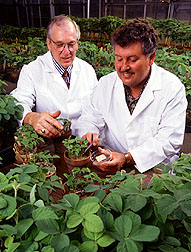 Scientist check inoculated plant