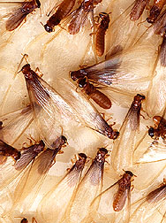Alates, winged Formosan subterranean termites.