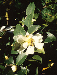 Lu Shan Snow camellia.