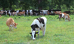 Holstein and Jersey crossbreeds.