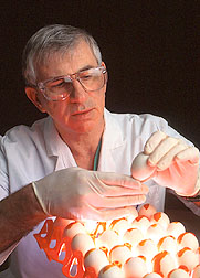 Veterinary medical officer inspects embryonated chicken eggs before inoculation. 