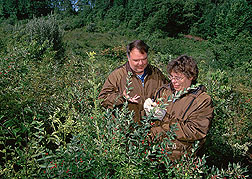 An animal scientist and a chemist label invasive shrubs for later assessment of the nutritive value.