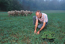 Geneticist Paul Voigt collects a wild white clover plant from a sheep-grazing pasture. 