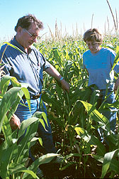 Soil scientist Alan Olness and chemist Jana Rinke inspect corn plants in a tillage/nitrate study.