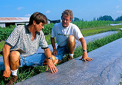 Plant pathologist and organic grower inspect the progress of a soil solarization treatment.