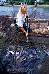 Samples of wild channel catfish harvested from a net pen to be assessed for overall health.