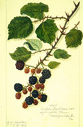 Rubus fruticosa blackberry.
