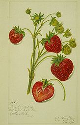 Pan American strawberry. 