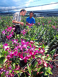 Biologist Robert Hollingsworth (left) and an orchid grower discuss which colors are most likely to attract the pest. Click here for full photo caption.