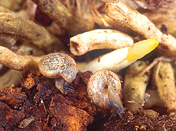 1/4-inch-wide snails called Zonitoides arboreus. Click here for full photo caption.