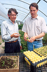 Horticulturist and technician examine seedlings of woody ornamentals that will be included in woody ornamental trials. Click here for full photo caption.