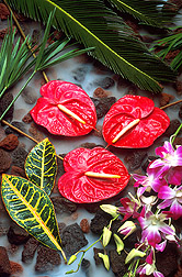 Tropical flowers like these orchids and anthuriums bring premium prices at nurseries and floral shops around the world. Click here for full photo caption.