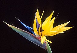Flower of bird-of-paradise. Click here for full photo caption. 