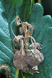 An infected strawberry rachis: Click here for full photo caption.