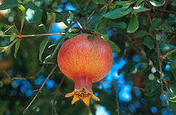 A pomegranate.