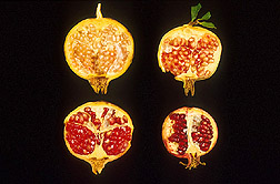 Seeds from mature pomegranates: Click here for full photo caption.