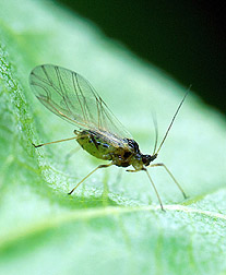 An alate (winged) green peach aphid: Click here for full photo caption.