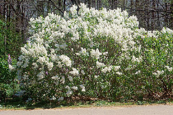 The new lilac cultivar named Betsy Ross: Click here for full photo caption.