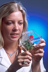 Technician examines a rose plant: Click here for full photo caption.