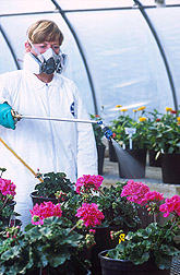 Technician sprays a chemical on geranium plants: Click here for full photo caption.