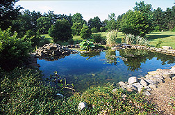 A picturesques scene at the Secrest Arboretum.