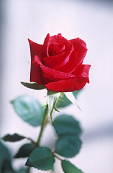 A red rose: Click here for full photo caption.