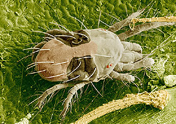 Magnified image of a two-spotted spider mite feeding on a rose leaf: Click here for full photo caption.
