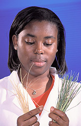 Plant physiologist separates grass samples: Click here for full photo caption.