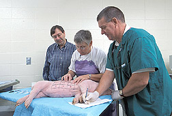 Professor and technician perform allergy test on pig while plant molecular biologist observes: Click here for full photo caption.