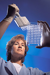Molecular biology technician prepares bovine DNA samples: Click here for full photo caption.
